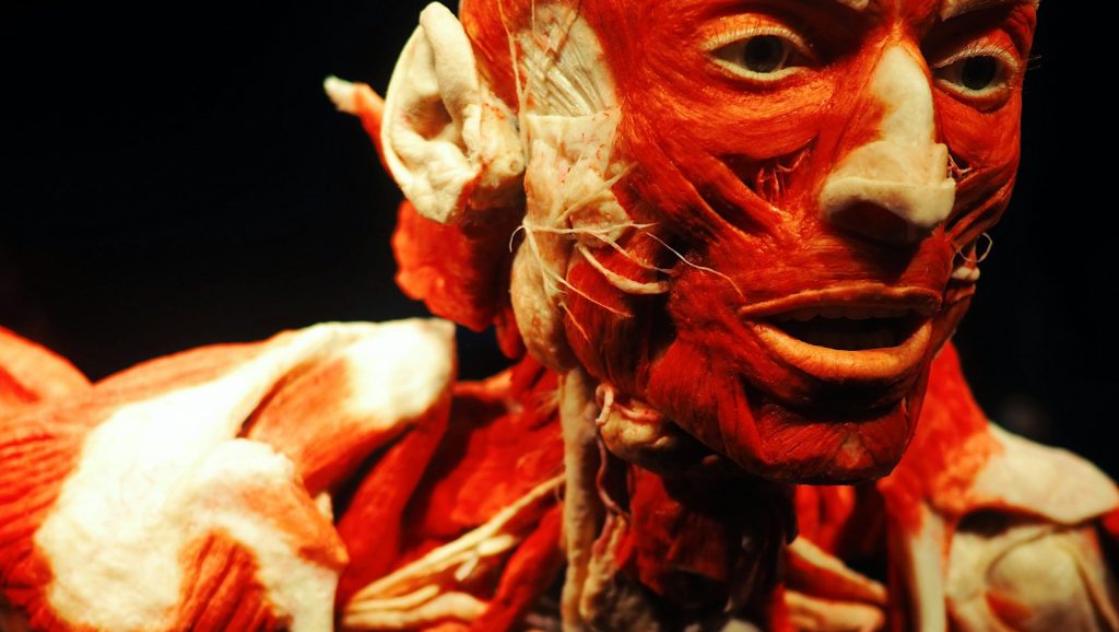 anatomy of man with black background